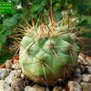 Copiapoa _cinerea _ssp.haseltoniana _ZJ142_ 01